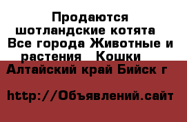 Продаются шотландские котята - Все города Животные и растения » Кошки   . Алтайский край,Бийск г.